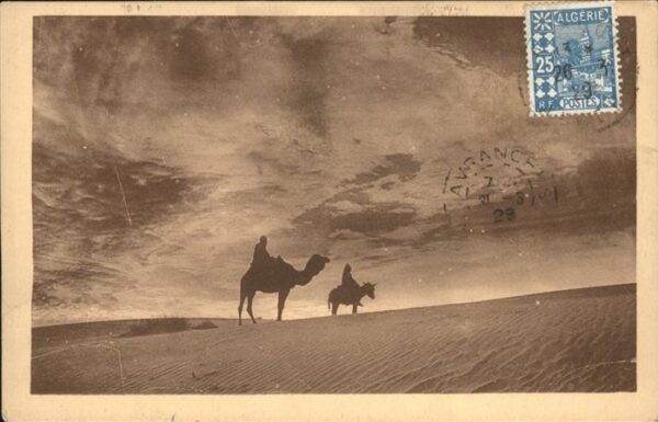 Kamel  Camel Chameau Laghouat Avant-Coureurs de l'Orage au D