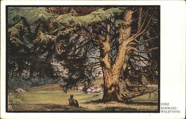 Kuenstlerkarte Conz Schwarzwaldtanne Litho