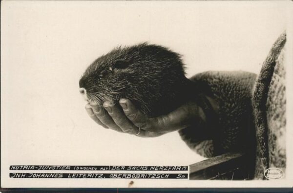 Tiere Nutria Bieberratte