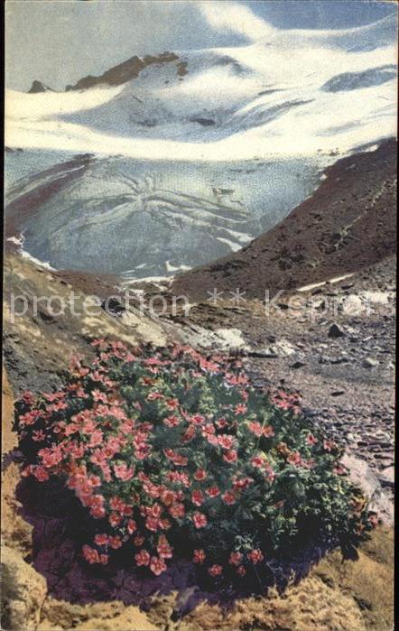 Verlag Photochromie Nr. 512 Blumen Androsace glacias