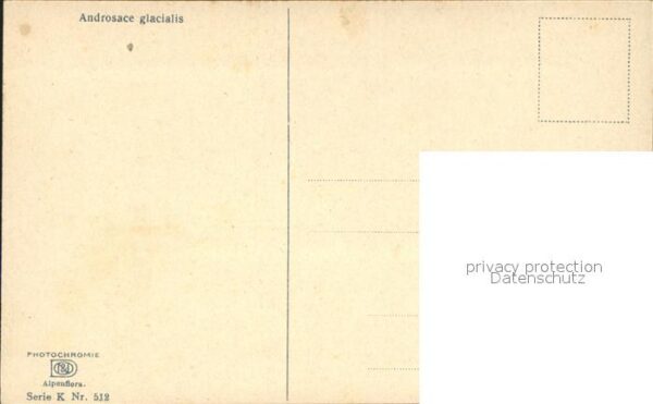 Verlag Photochromie Nr. 512 Blumen Androsace glacias – Bild 2