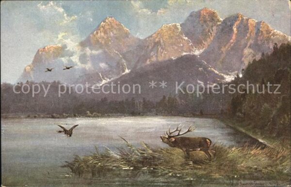 Hirsch Berge Natur
