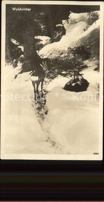 Hirsch Waldwinter