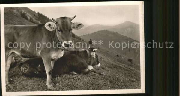 Kuehe Allgäu