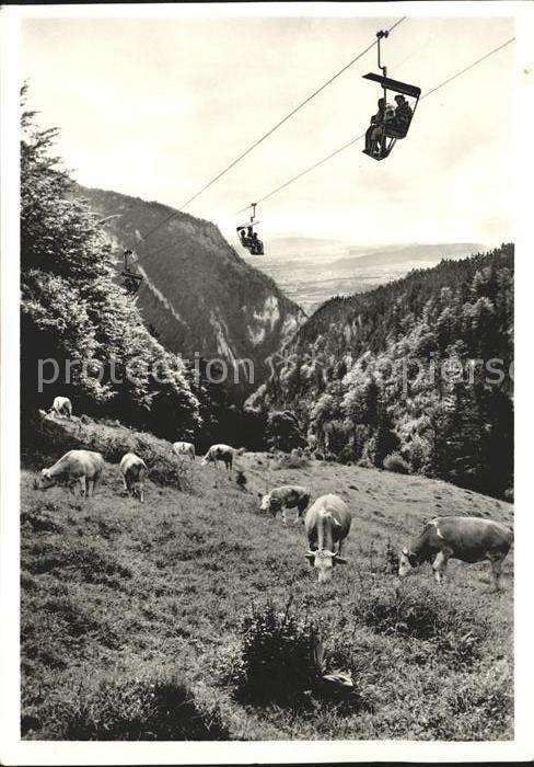 Sessellift Weissenstein Kühe