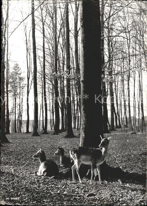 Hirsch Tierpark Dählhölzli Bern Damhirsche