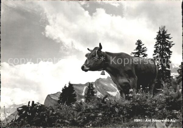 Kuehe Brunnwald-Alp