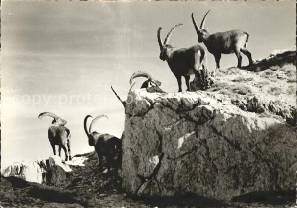 Steinbock Wildhauser Schafberg Obertoggenburg