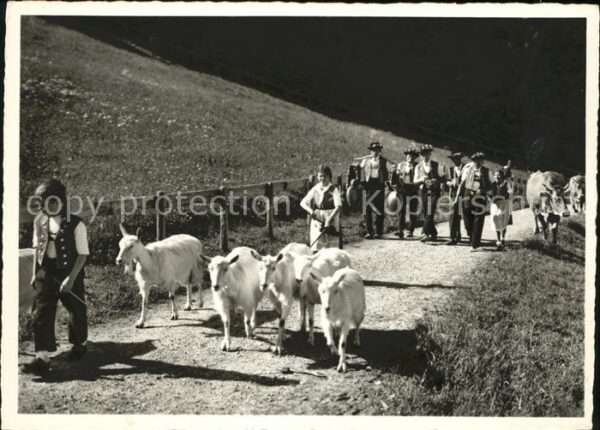 Ziege Kuh Alp-Aufzug