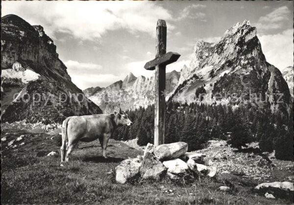 Kuehe Furgglenalp Altmann Widderalpstock