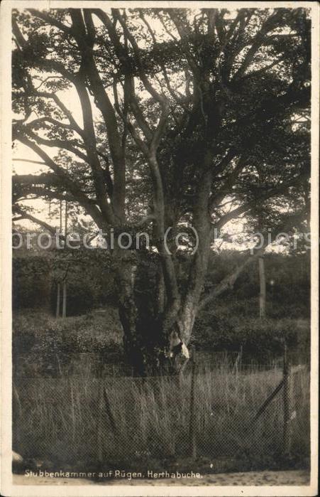 Baeume Trees Stubbenkammer Rügen Herthabuche