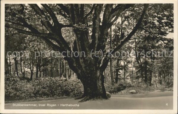 Baeume Trees Stubbenkammer Insel Rügen Herthabuche