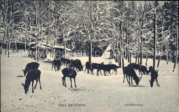Reh Wildfütterung Harz Winter