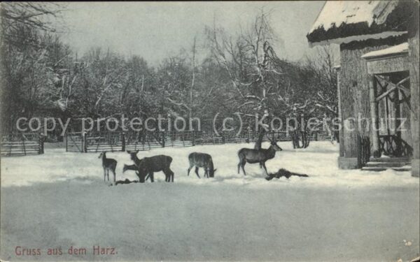 Hirsch Reh Harz Schnee