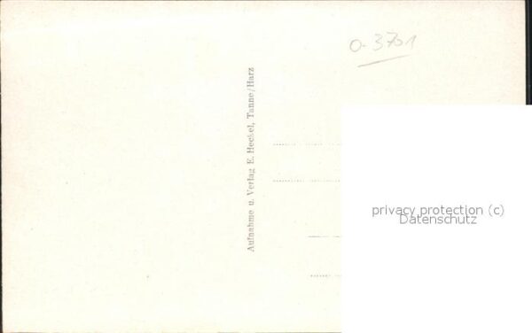 Kuehe Tanne i. H. Kuhherde – Bild 2