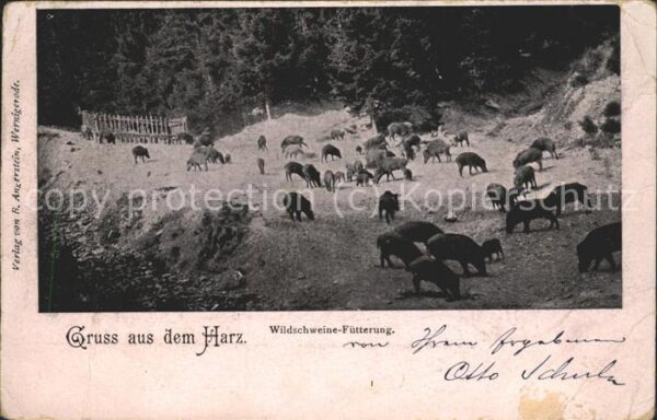 Schweine Wildschweine-Fütterung Harz