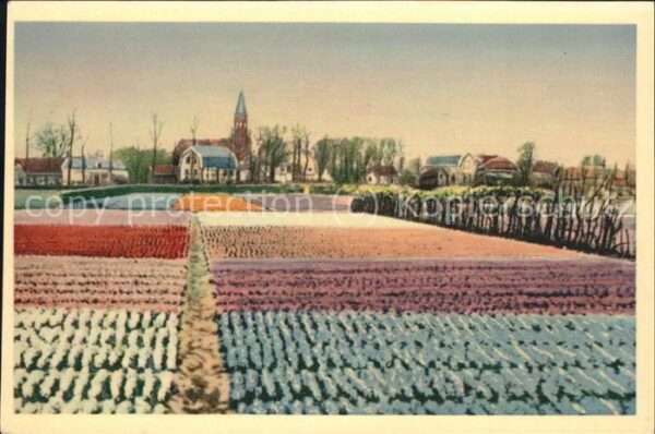 Blumen Feld Holland