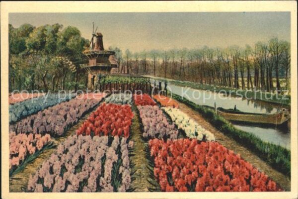 Blumen Windmühle Holland