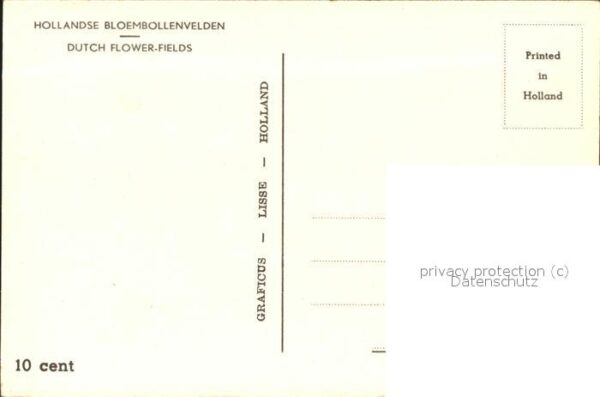 Blumen Windmühle Holland – Bild 2