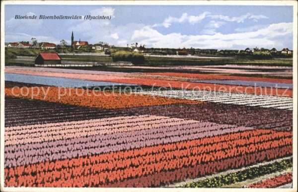 Blumen Feld Hyacinten Holland