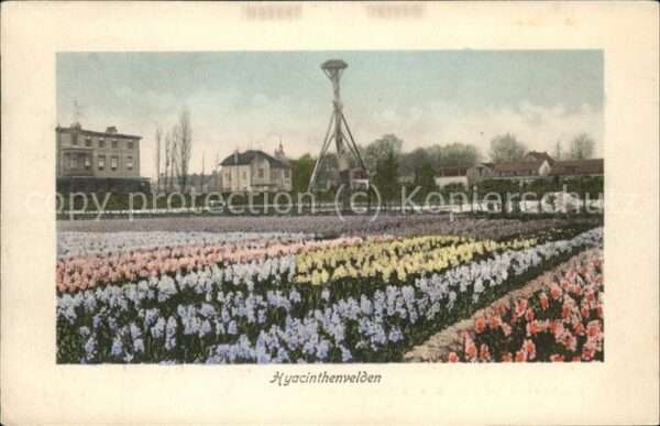 Blumen Hyacinthenvelden