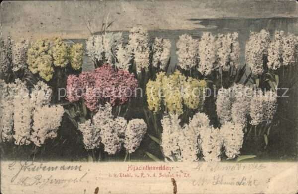 Blumen Hijacinthenvelden Holland