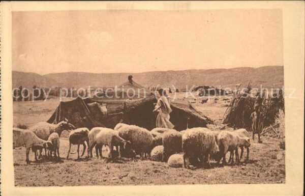 Laghouat Campement de Nomades Mouton Schaf