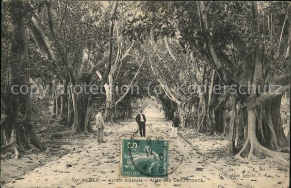 Alger Algerien Jardin d_essai Allee des caoutchoucs St