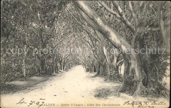 Alger Algerien Jardin d_essai Allee des caoutchoucs