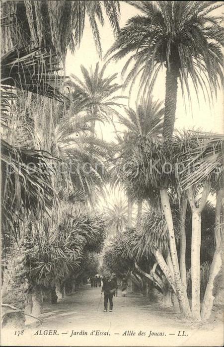 Alger Algerien Jardin d_essai Allee des Joucas