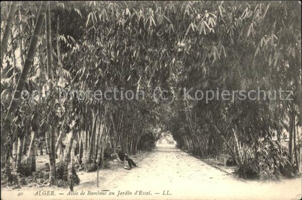 Alger Algerien Jardin d_essai Allee des bambous