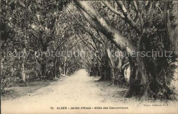 Alger Algerien Jardin d_essai Allee des caoutchoucs