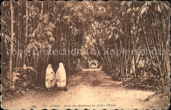 Alger Algerien Jardin d_essai Allee des bambous