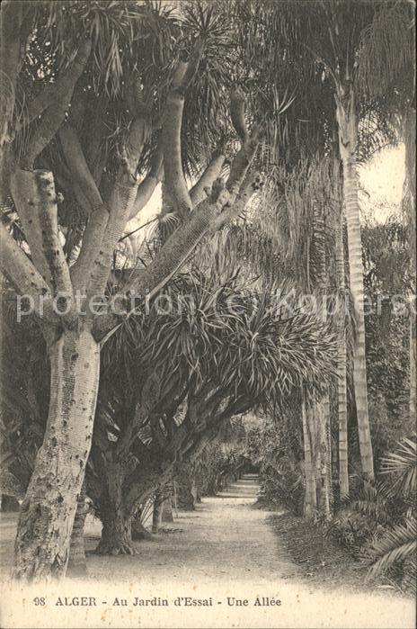 Alger Algerien Jardin d_essai une allee
