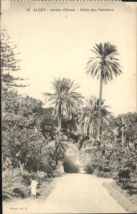 Alger Algerien Jardin d_essai Allee des Palmiers