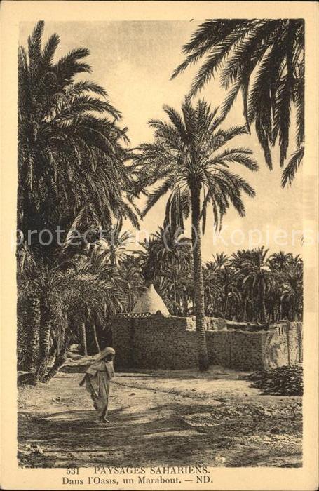 Algerien Paysages Sahariens dans l'Oasis un Mara