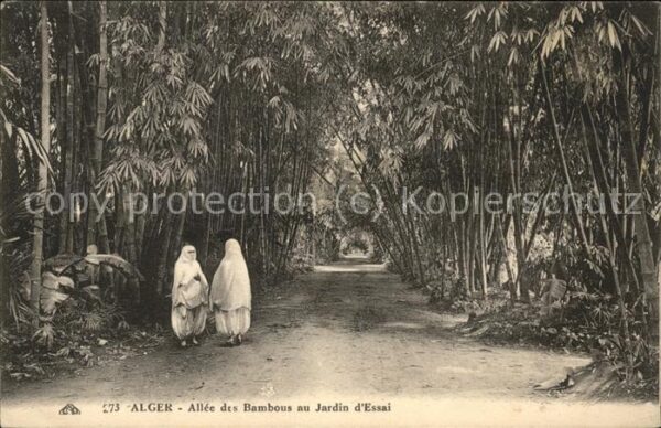 Alger Algerien Jardin d_essai Allee des bambous