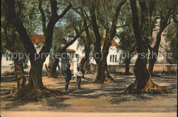 Blida Algerien Les Oliviers du Bois Sacre