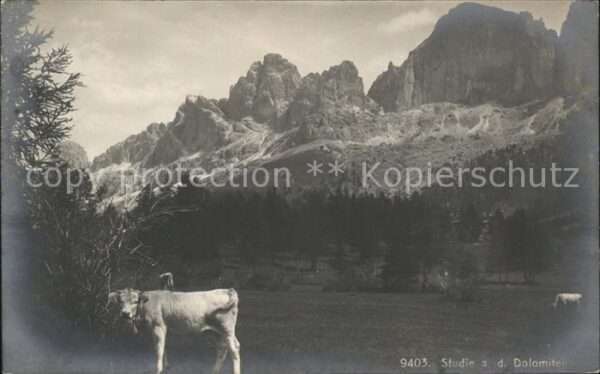Dolomiten Viehweide Kühe Gebirgspanorama