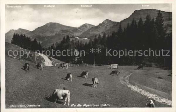 Foto Mauch Oberstaufen Nr. 5227/56410 Kühe Weide Falken
