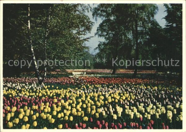 Gartenbauaustellung Hamburg Tulpenblüte