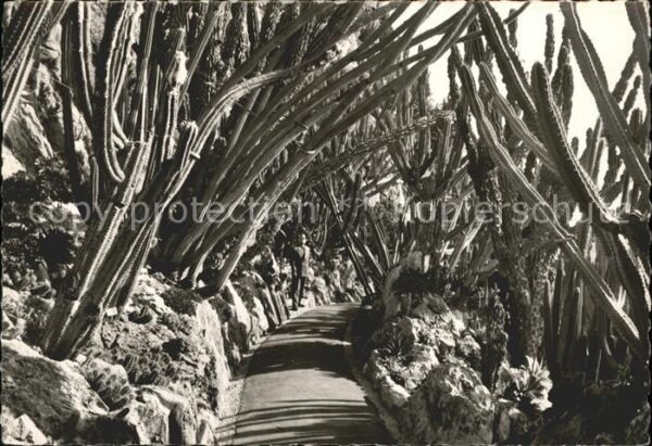 Kakteen Jardin Exotique de Monaco Allee des Cer