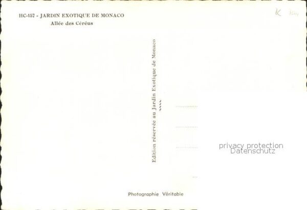 Kakteen Jardin Exotique de Monaco Allee des Cer – Bild 2