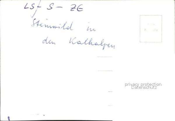 Steinbock Kalkalpen – Bild 2
