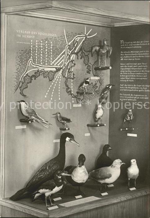 Voegel Küstenvögeln Darß-Museum Prerow