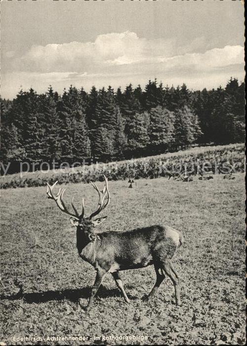 Hirsch Hirschgehege Rothaargebirge Rinsecke
