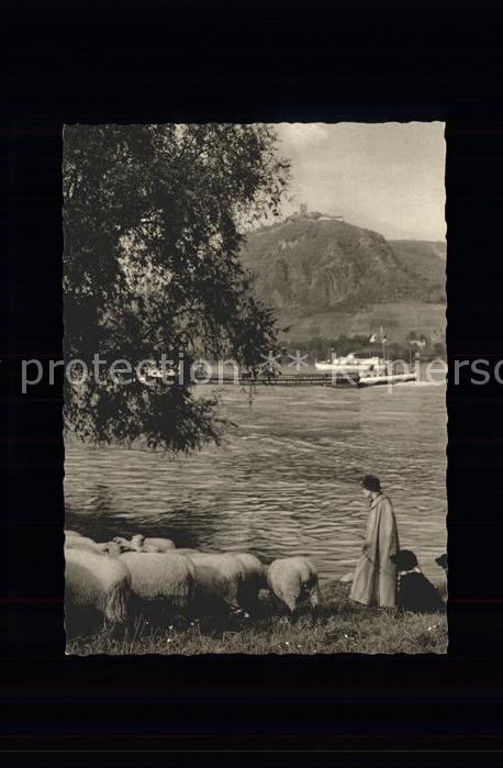Hirte Schafe Ruine Drachenfels