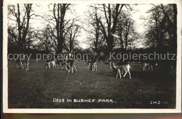 Hirsch Bushey Park