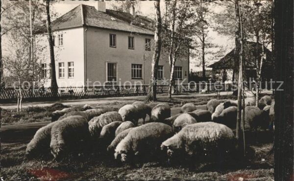 Schafe Bad Salzuflen