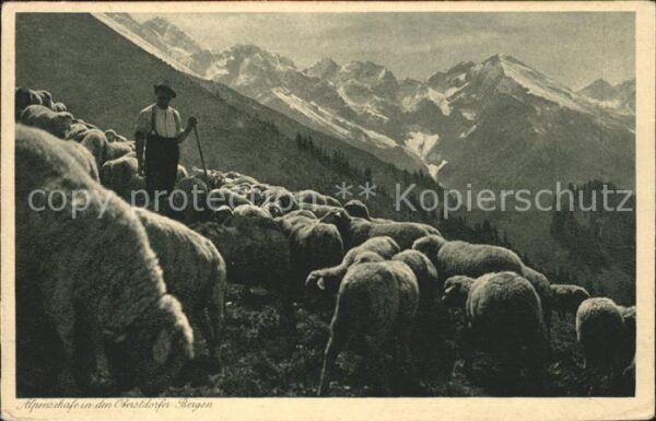 Hirte Schafe Oberstdorf Alpine Stimmungsbilde